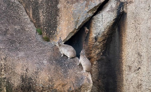 Two rock hyraxes (Procavia capensis) sitting on a rock, Kopje, Serengeti National Park, Tanzania