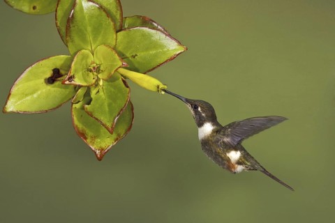 Purple-throated Woodstar (Calliphlox mitchellii), Ecuador