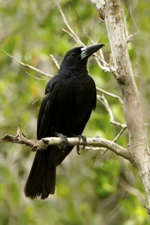 Black Butcherbird (Melloria quoyi), Northern Territory, Australia