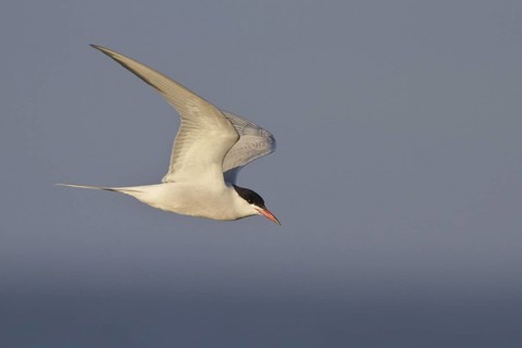 Common Tern (Sterna hirundo) flying, Newfoundland, Canada