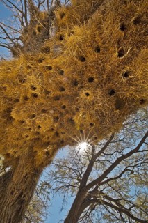 Sociable Weaver (Philetairus socius) nests in tree, Etosha, Namibia