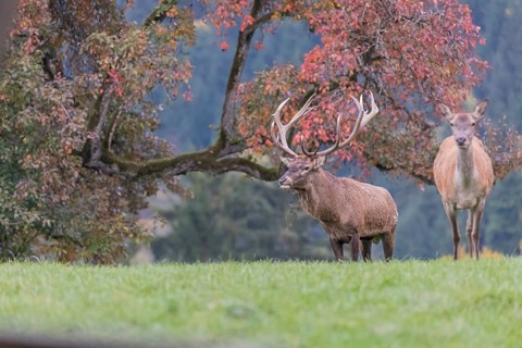 One Red Deer stag (Cervus elaphus) and a doe standing on a green meadow. A forest in fall foliage