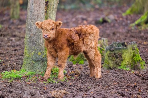 A Highland calf (Bos primigenius taurus) stands in a forest