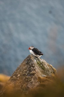 A puffin, Fratercula arctica, perches on a rugged rock amidst the scenic backdrop of Norway This