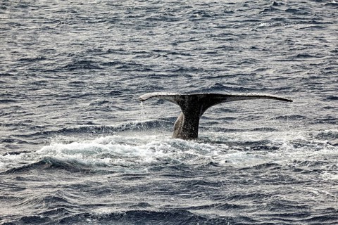 A whale fin rises from the undulating ocean water, The fluke of whales diving in the Antarctic