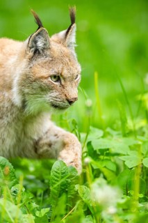 Eurasian lynx (Lynx lynx) walking through the grass, Bavaria, Germany