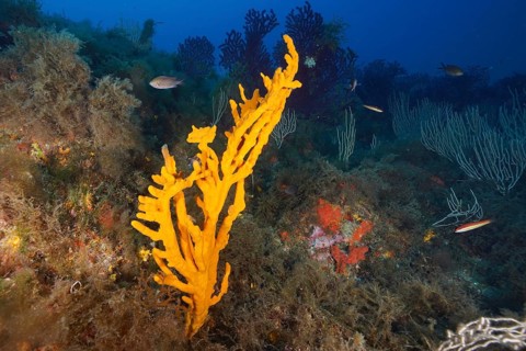 Yellow holey antler sponge (Axinella polypoides), marine sponge, in a colourful underwater habitat,