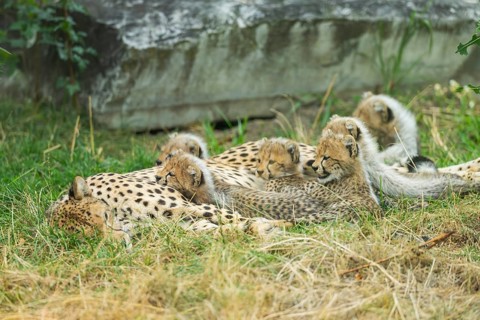 Cheetah (Acinonyx jubatus) mother with her youngsters, captive, occurrence Africa