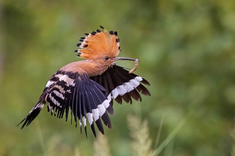 Eurasian Hoopoe (Upupa epops) flying with food in its beak, Saxony, Germany