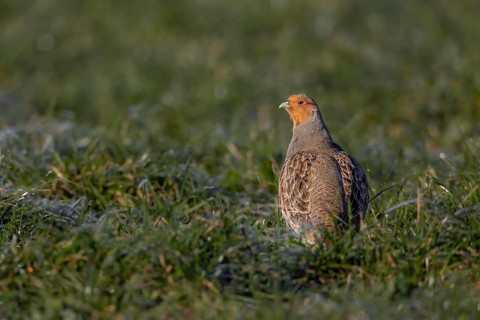 A grey partridge (Perdix perdix) enjoys the warming morning sun, Germany