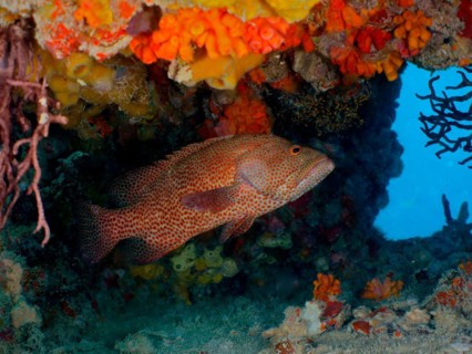 Caribbean grouper (Cephalopholis cruentata), dive site wreck of the USS Spiegel Grove, John