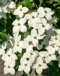 Flowering dogwood (Cornus kousa 'Wieting's Select'), Bundessorteamt, Marq testing centre, Germany