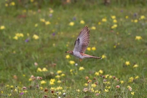 Common Cuckoo (Cuculus canorus) female flying, Lake Hovsgol, Mongolia