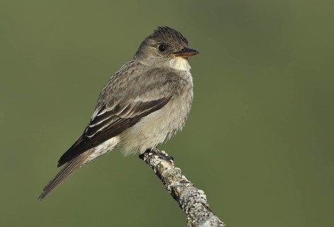 Olive-sided Flycatcher (Contopus cooperi), British Columbia, Canada