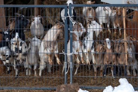 Goats (Capra aegagrus hircus) in the enclosure waiting to be fed, Untertrubach, Upper Franconia,