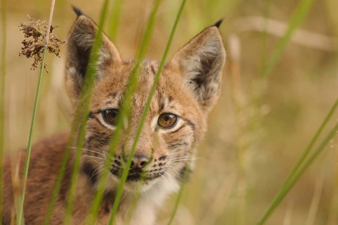 A small lynx between grasses, looking straight ahead with interest, Carpathian lynx (Lynx lynx