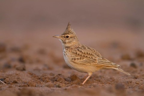 Maghreb Lark - Maghreb Lerche - Galerida macrorhyncha, ssp. macrorhyncha, Morocco, adult