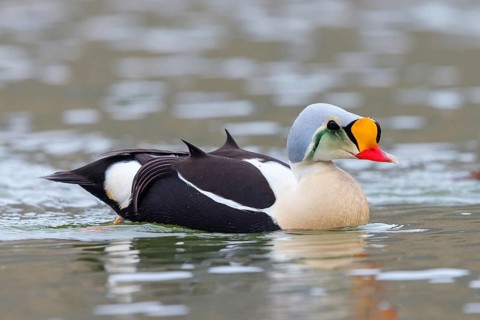 Common eider, (Somateria spectabilis), male, drake, Norway, Spitsbergen, swimming in the water,