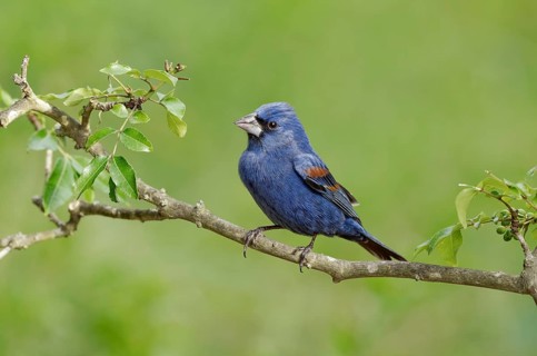 Blue Grosbeak (Passerina caerulea) male perched on a branch, Texas, USA
