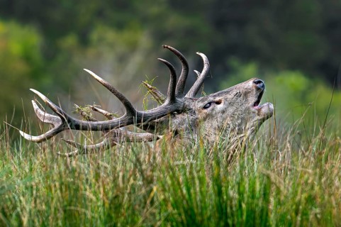 Close-up of rutting red deer (Cervus elaphus) stag with big antlers bellowing, hidden in tall grass