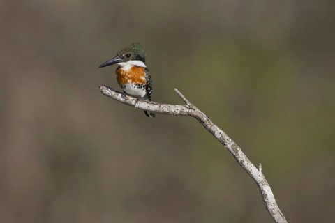 Green Kingfisher (Chloroceryle americana), British Columbia, Canada