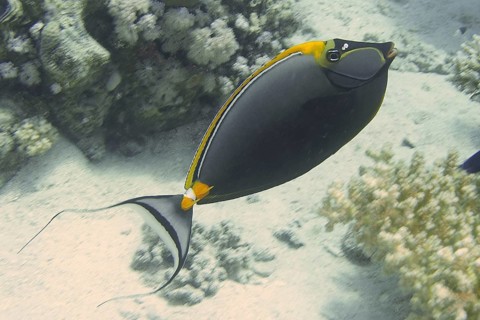 Indian Yellow Blade Nose Doctor (Naso elegans)