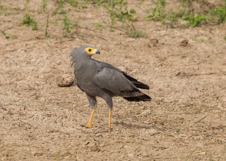 African Harrier-Hawk (Polyboroides typus), Gambia