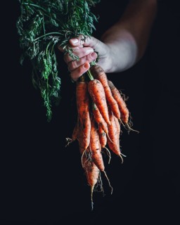 A bundle of organic carrots with green tops is held by a hand against a dark background. The