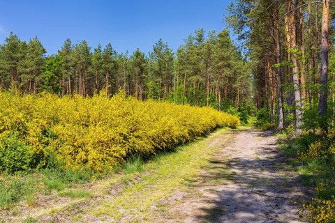 Broom broom (Cytisus scoparius) in bloom in a clearing in the forest, Friedewald, Weinböhla,