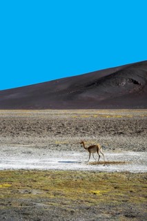 A lone vicuna roams the arid plains of the Andean Highlands in La Puna, Argentina. The vibrant blue