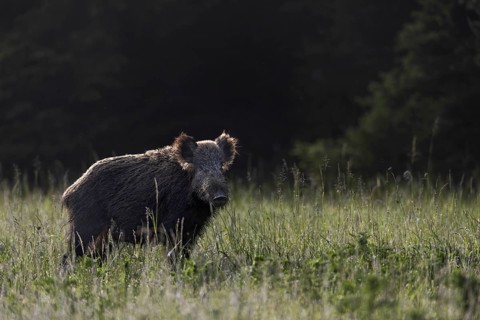 A quick, attentive glance from the wild boar (Sus scrofa), then it has disappeared into the