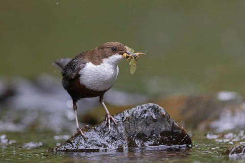White-throated Dipper (Cinclus cinclus) with food in its beak, North Rhine-Westphalia, Germany