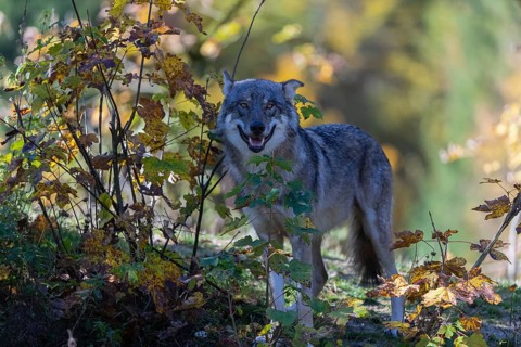 One eurasian gray wolf (Canis lupus lupus) standing on a small hill between fall foliage