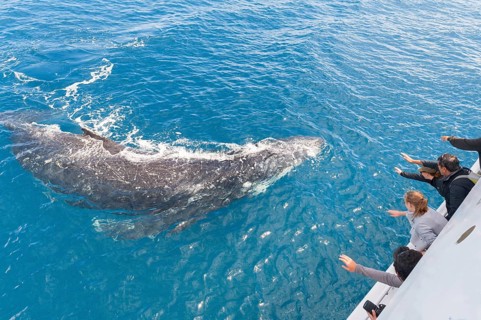 People on boat watching Humpback whale (Megaptera novaeangliae), Hervey Bay, Queensland, Australia