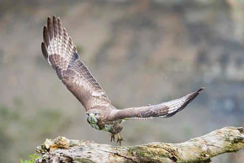 Common buzzard (Buteo buteo) Germany