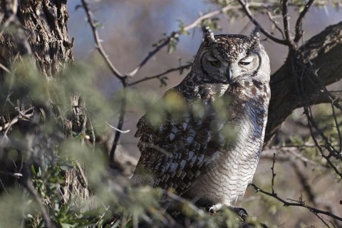 Spotted Eagle-owl (Bubo africanus), Northern Cape, South Africa
