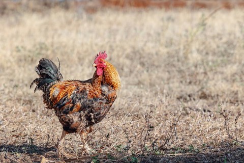 A vibrant rooster stands proudly on dry grass in a sunny field. The natural background highlights