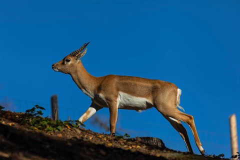 One female blackbuck (Antilope cervicapra), or Indian antelope running on a rim with blue sky in