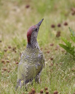 European Green Woodpecker (Picus viridis) juvenile female foraging, Mecklenburg-Western, Pomerania,
