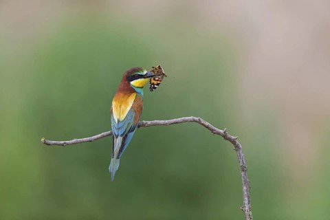 Bee-eater, (Merops apiaster), animals, birds, family of the raptors, perch, butterfly as prey,