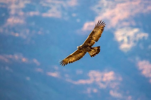 Golden Eagle (Aquila chrysaetos) flying, Madrid, Spain