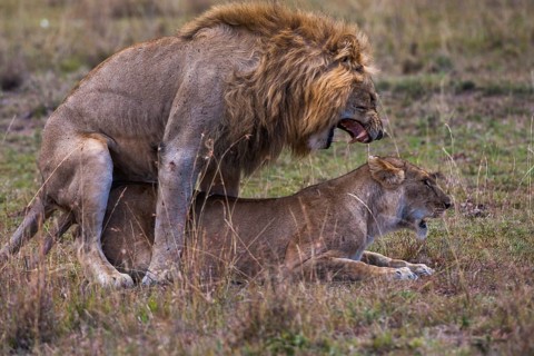 Lion (Panthera leo) mating, South Africa