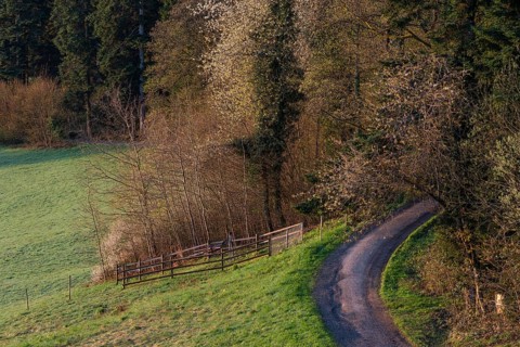 Narrow path leads into a forest, Black Forest near Freudenstadt, Baden-Württemberg, Germany