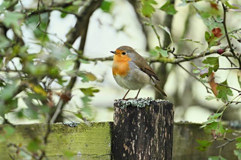 European robin (Erithacus rubecula), sitting on a post, Switzerland