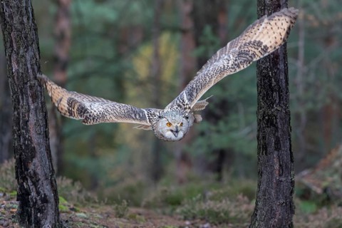 One Siberian Eagle Owl (Bubo bubo sibiricus) flying thru a forest