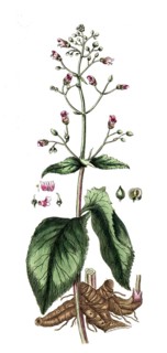 Scrophularia nodosa, knotted brownroot, digital reproduction of a historical model, between 1790