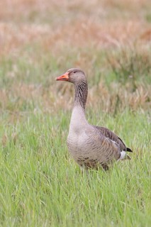 Grey goose (Anser anser) on a moor, Dümmer, Lake Dümmer, Ochsenmoor, Hüde, Lower Saxony, Germany