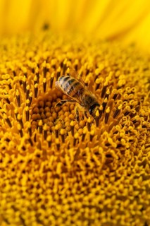 Macro photograph of a honey bee (Apis mellifera) on the bright yellow blossom of a sunflower