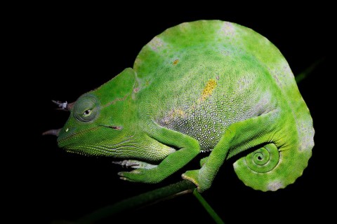 Usambara three-horned chameleon (Trioceros deremensis), chameleon on a branch at night, Amani