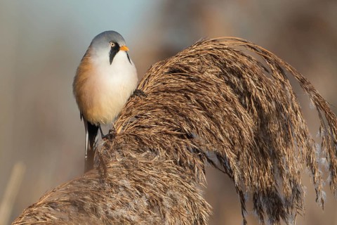 Bearded Reedling (Panurus biarmicus) male perched in reedbed, Baden-Wuerttemberg, Germany